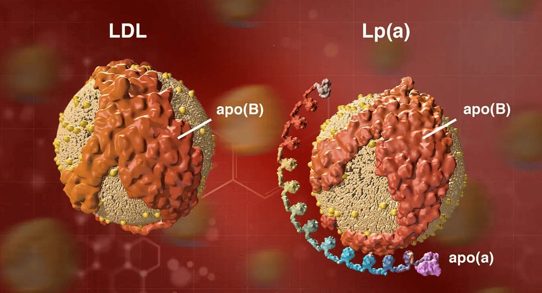 LDL particle next to Lp(a) particle showing the apo(a) tail wrapped around apo(B) — the structural feature that makes Lp(a) ~6x more atherogenic than LDL